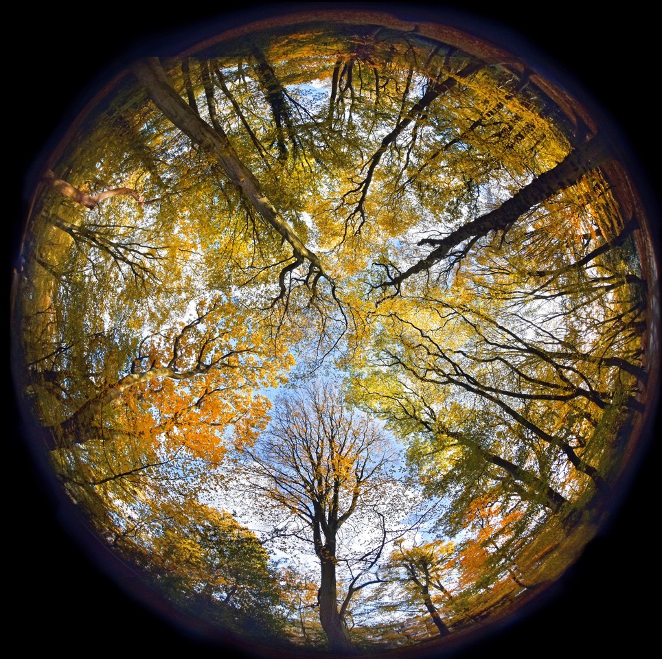 Decorative photo taken with fisheye lens looking up at trees from the forest floor
